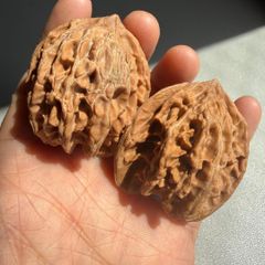遊び胡桃 艶出やすい骨質 厳選 大腹 丸め白獅子M0030くるみ 趣味 文玩