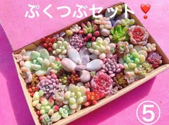 ⑤ クーポンあり❣️ぷくつぶセット❣️寄せ植えセット　カット苗　ピンク多肉　多肉弁当　美人　エケベリア　セダム　パキフィツム　チーズ　韓国苗入り