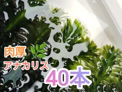 2026年最新】水草アナカリスの人気アイテム - メルカリ