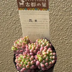 2026年最新】古都の葉 札付きの人気アイテム - メルカリ