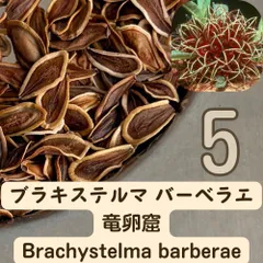 2026年最新】Brachystelmaの人気アイテム - メルカリ