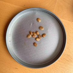20粒コミフォラ カタフ Commiphora Kataf の種子 10粒コミフォラ カタフ Commiphora Kataf の種子 - メルカリ