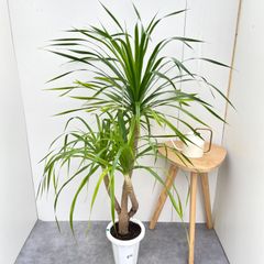 現品】パンダナス（パンダヌス）/タコノキ 古木 8号 白鉢（1） - メルカリ