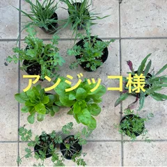 アンジッコ様専用 ポット苗 １０個 ご確認用