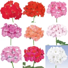 【花の種】ゼラニウム　トレジャー　ミックス　１０粒　ゼラニューム　混合のサムネイル