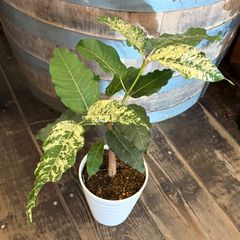 激レア！【観葉植物】フィカス・アスペラパーセリー (鉢ごと発送