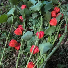 おまけ種付き、今年実がなったほおずきの地下茎3個｜在庫あり