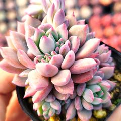 多肉植物 アエオニウム スーパーバン 抜き苗 - メルカリ 多肉植物 アエオニウム スーパーバン 抜き苗 - メルカリ
