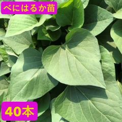べにあずま 20本 新鮮さつまいも苗 無農薬 本日限定！ - メルカリ