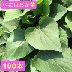 べにはるか　200本　新鮮さつまいも苗 無農薬 べにはるか 200本 新鮮さつまいも苗 無農薬 - メルカリ