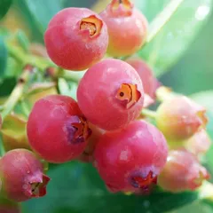ＩＴＡＮＳＥ ブルーベリー ピンクレモネード 6号 2個セット 果樹苗 Vaccinium corymbosum 落葉低木 ピンク色の果実が特徴で酸味が少なく甘みが際立つ 観賞性も高く庭植え鉢植えに適する 他品種との混植で結【送料無料】【☆Yuki☆Shop】