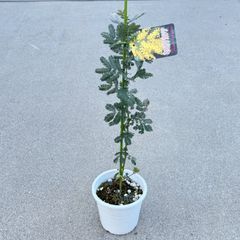 憧れのミモザの希少品種 ☘ シダレミモザ アカシア ☘ 枝垂れ 苗
