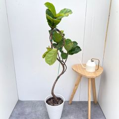 カシワバゴム⭐️曲がり⭐️大型⭐️リビングサイズ⭐️観葉植物