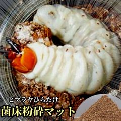 送料無料！40リットル ヘラクレスも巨大化！ヒマラヤひらたけ発酵