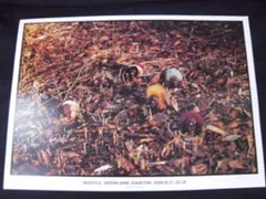 嵐 FREESTYLE 大野智 アートカード *B