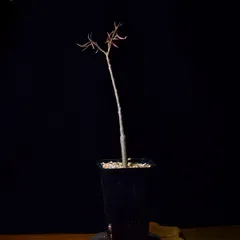 4A4 ユーフォルビア バルサミフェラ Euphorbia balsamifera コーデックス 塊根植物 観葉植物 多肉植物のサムネイル