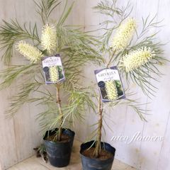 グレビレアGrevillea lemon supreme6号鉢 オージープランツ - メルカリ