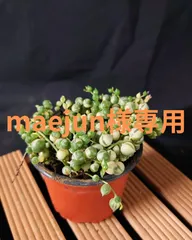 maejun　様専用ページ