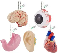 サイエンステクニカラー かなりやわらかい人体解剖立体図鑑 全5種セット フルコンプ コンプ コンプリート ガチャ ガチャガチャ カプセルトイ ミニチュア フィギュア 臓器 京都科学 脳模型 目の構造模型 耳模型 胃模型 心臓模型