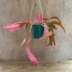 リプサリス　ラムローサ　レッドコーラル　①　現品　Pseudorhipsalis ramulosa cv. Red Coral. サボテン科 プセウドリプサリス属 森林サボテン ジャングルサボテン 観葉植物 観葉 植物  多肉植物  ハンギングにオススメ