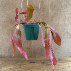 リプサリス　ラムローサ　レッドコーラル　②　現品　Pseudorhipsalis ramulosa cv. Red Coral. サボテン科 プセウドリプサリス属 森林サボテン ジャングルサボテン 観葉植物 観葉 植物  多肉植物  ハンギングにオススメ