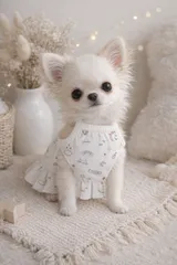 韓国オーガニックコットンワンピース 犬服 小型犬 新品未使用 春夏服