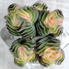 ラブリーローズ錦 赤】 ② 多肉植物 抜き苗 - メルカリ ラブリーローズ錦 赤】 ② 多肉植物 抜き苗 - メルカリ