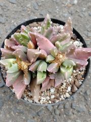 ラブリーローズ錦 赤】 ② 多肉植物 抜き苗 - メルカリ ラブリーローズ錦 赤】 ② 多肉植物 抜き苗 - メルカリ