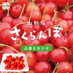 ＼신발매! 예약 개시!/많은 야마가타 사랑을 담은 붉은 보석[송료 무료][산지 직송]야마가타산 체리 품종 맡김 M사이즈 이상 1080g(180g×2팩)[벚꽃 맡김]6월 중순~하순 발송 예정