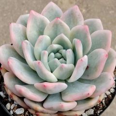 ラブリーローズ錦 赤】 ② 多肉植物 抜き苗 - メルカリ ラブリーローズ錦 赤】 ② 多肉植物 抜き苗 - メルカリ