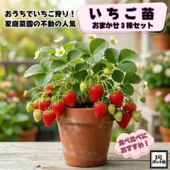 いちご苗 おまかせ3株セット 9cmポット苗 家庭菜園 食べ比べ ※本州送料無料※