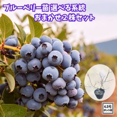m57現物ブルーベリー苗2本：3年生シャープブルーとミスティ 実が付き