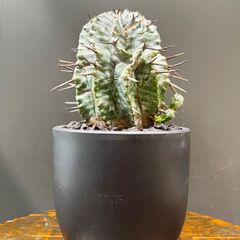 人気品種】激渋木質化ユーフォルビア バリダ ホリダ オベサ 子吹き