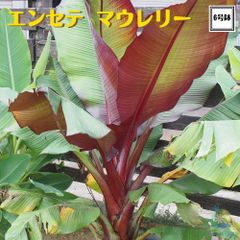 rinne1125yuri様 ご連絡用 バーベナボナリエンシス 苗 rinne1125yuri様 ご連絡用 バーベナボナリエンシス 苗 | Mercari