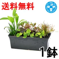 （通常便）置くだけ簡単　メダカが喜ぶ　沈める寄せ植え　スリムプランター　風山石付き（１鉢）メダカの隠れ家　水質浄化　水陸両用(３８１９８２)のサムネイル