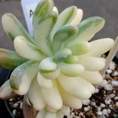 【乙女心錦】　A　多肉植物