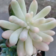 【乙女心錦】　B　多肉植物