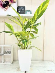 キフゲットウ（黄斑月桃） 10号鉢 金運アップ 斑入り 観葉植物 大型
