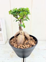 現品】多幸の木 ガジュマル ガジュマルの木 8号鉢 Ⅰ - メルカリ