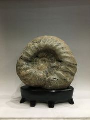 白亜紀 紀元前 太古の遺物 北海道産アンモナイト化石 重量5キロ - メルカリ
