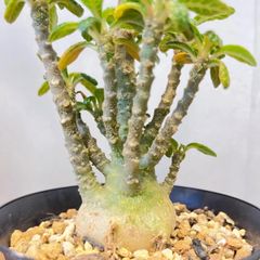 いぶちん樣專用ドルステニア・ギガス のブラータ10粒種子 - メルカリ