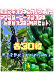 ピーマンと早生真黒茄子の種子 各30粒　なす・固定種・無農薬無科学肥料栽培の種子
