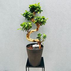 ガジュマル S字 多幸の木 縁起物 受け皿付き 高さ約70cm(現物) - メルカリ
