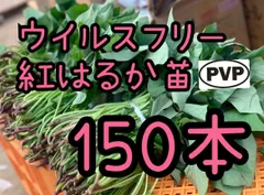 2026年最新】紅はるかの種芋の人気アイテム - メルカリ