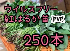2026年最新】紅はるか苗の人気アイテム - メルカリ