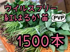 2026年最新】紅はるか苗の人気アイテム - メルカリ