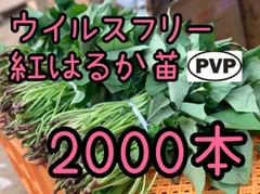 2026年最新】紅はるか苗の人気アイテム - メルカリ
