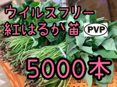 2026年最新】紅はるか苗の人気アイテム - メルカリ