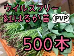 2026年最新】紅はるか苗の人気アイテム - メルカリ