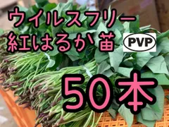 2026年最新】紅はるか苗の人気アイテム - メルカリ